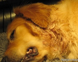 Hotspot hos hund: Muligheder for behandling (med billeder og video) – Dyrlægen